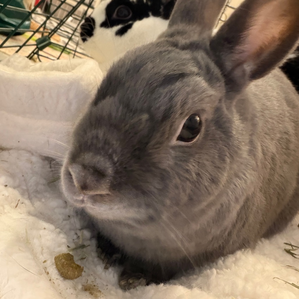 Buns (bonded with Nelly), photo 2