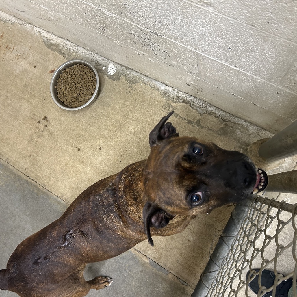 SOPHIE - Mixed Breed (Medium) for adoption in Chattanooga