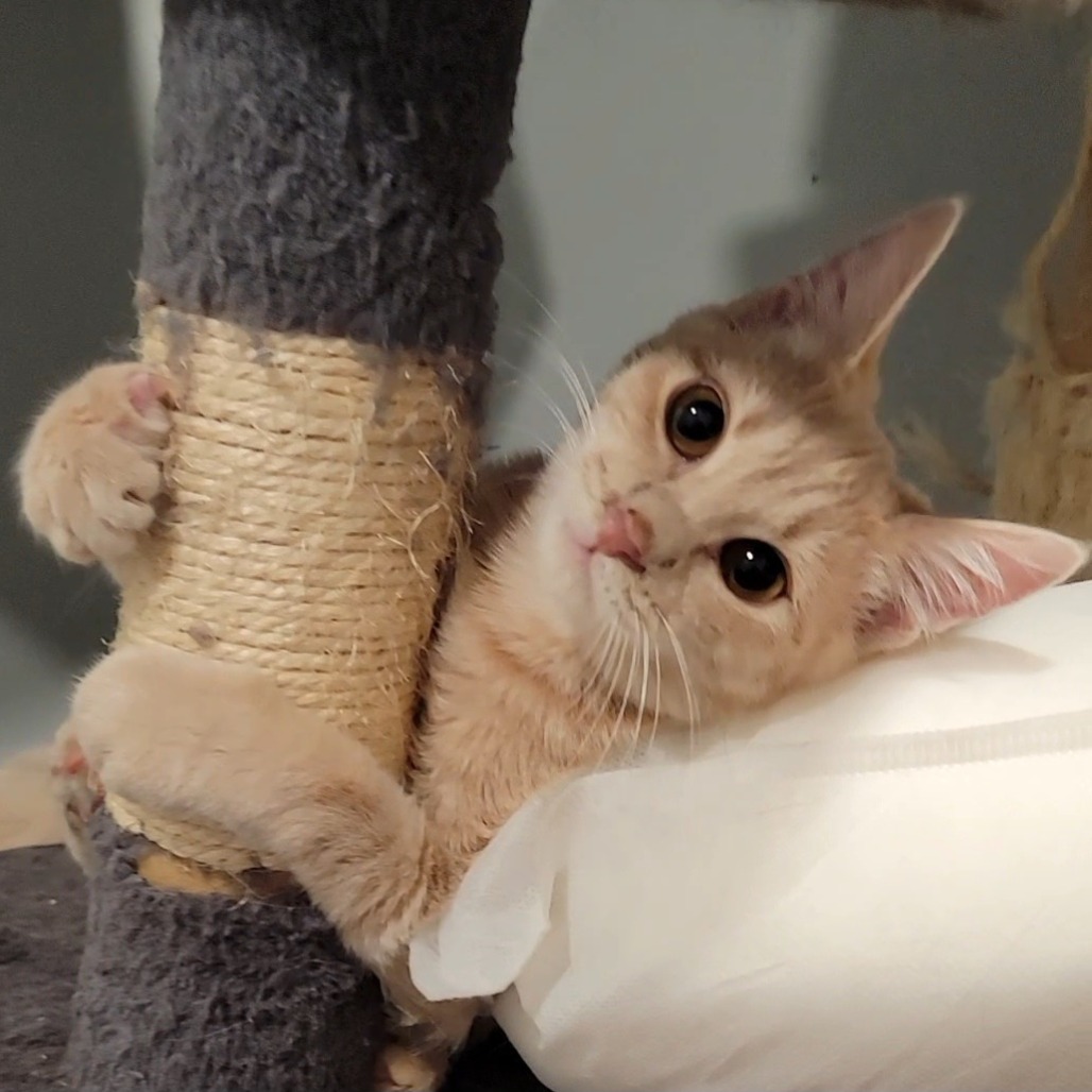 Fergus