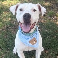 MIKEY - Terrier, Pit Bull / Mix available for adoption