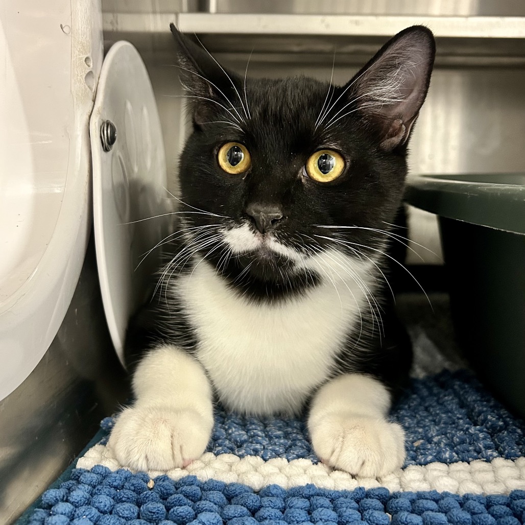 MR. SMEE - Domestic Shorthair available for adoption