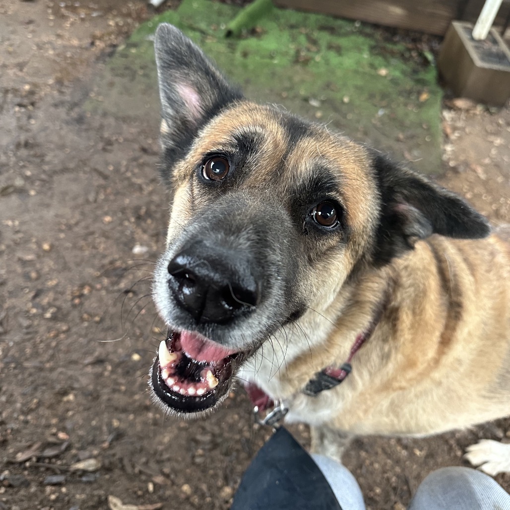 Cheyenne