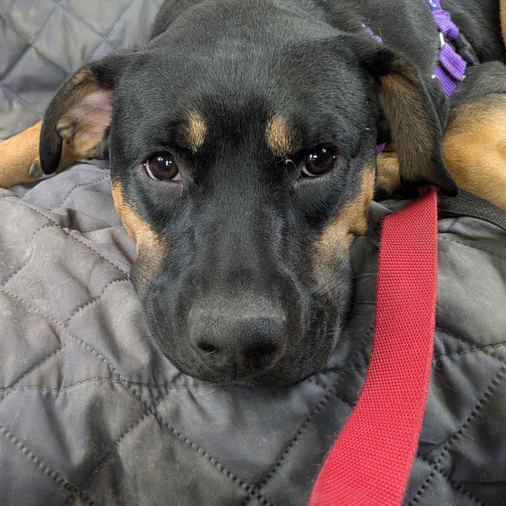 Photo of Kettlecorn 8