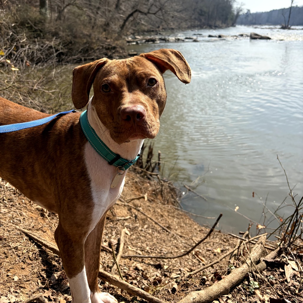 Patch, photo 21