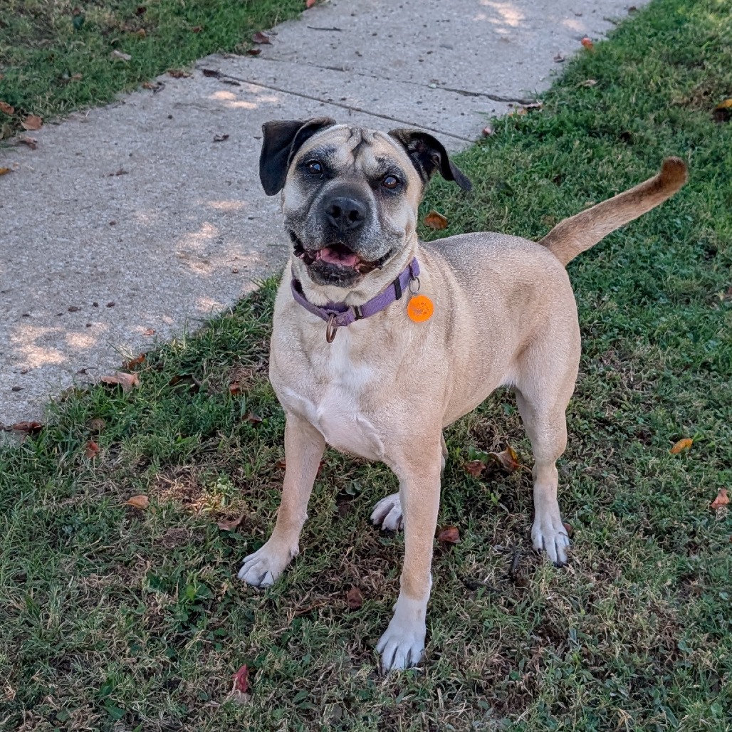 Daisy