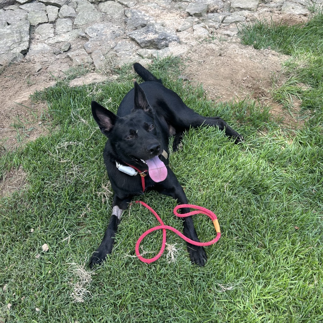 Jet, photo 10