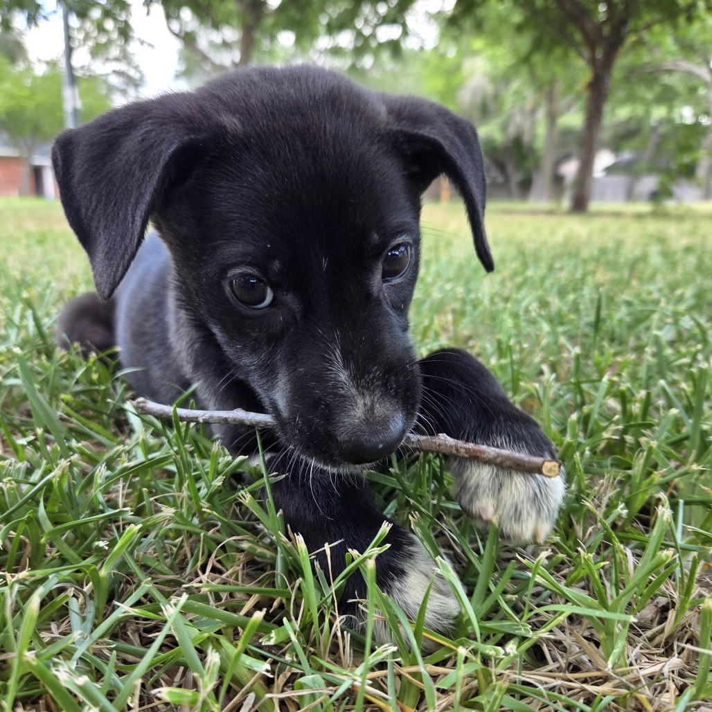 Lychee — thumbnail 10