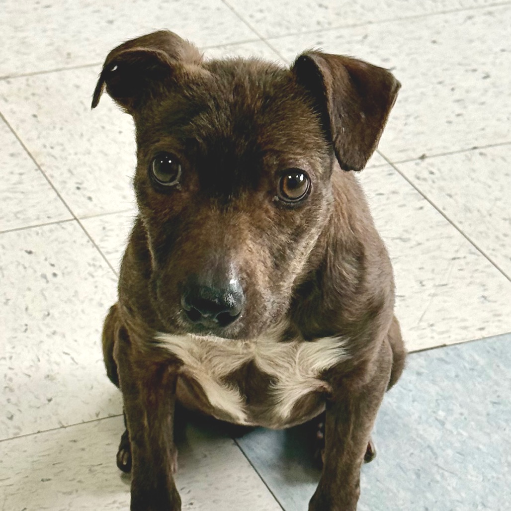 Phillis — thumbnail 4