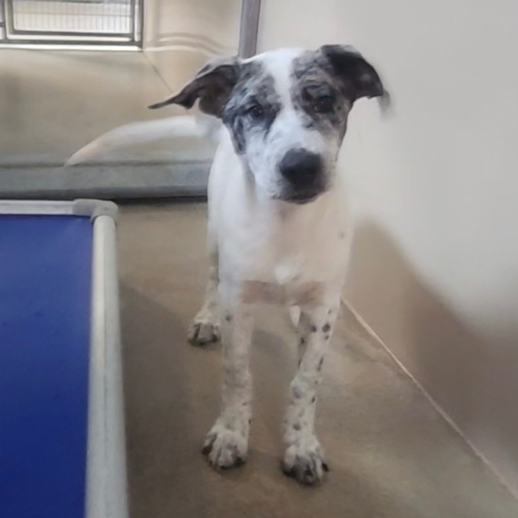 Kennel#2's preview photo