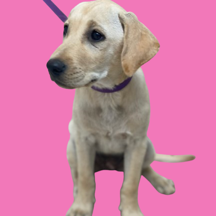Biscuit