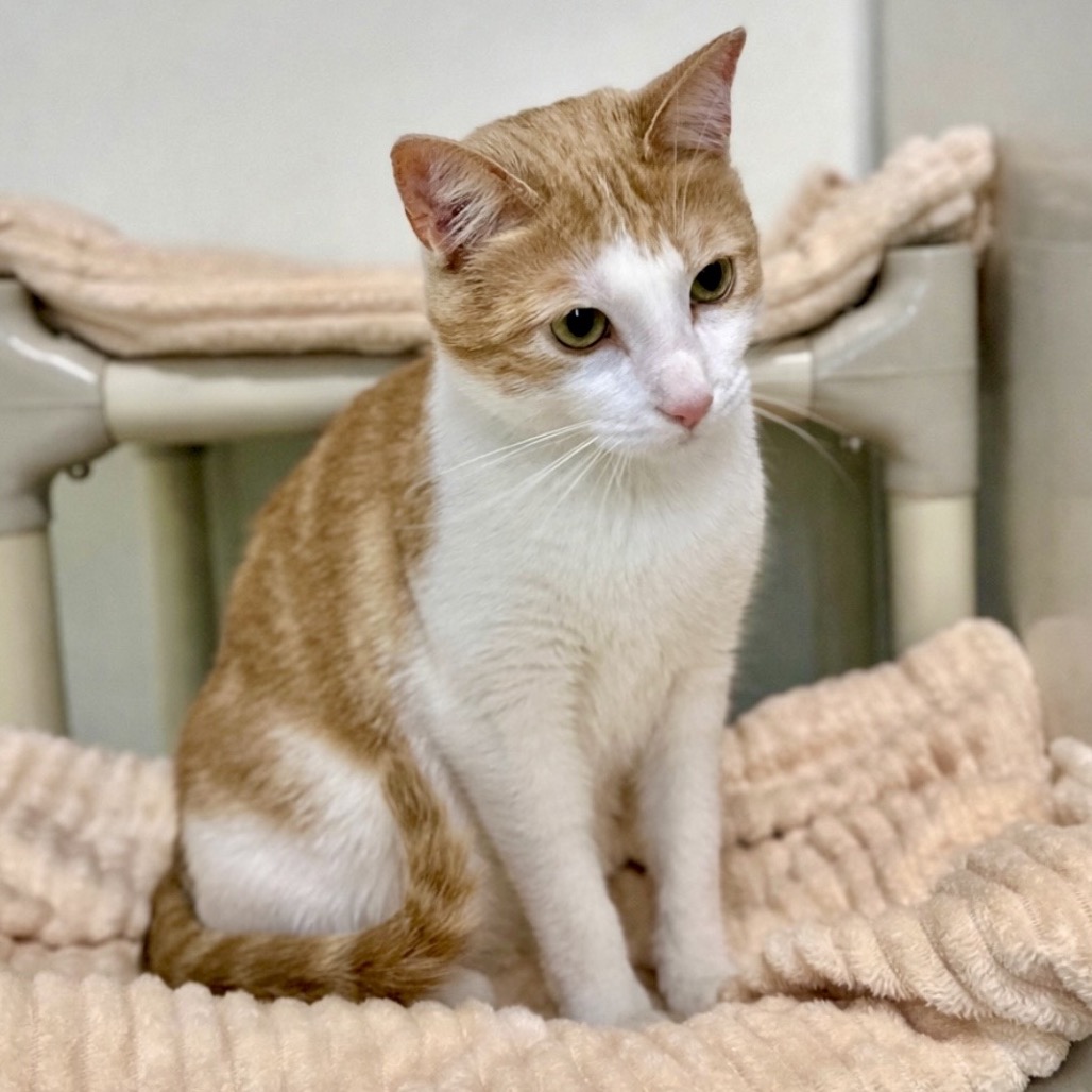 Xion — thumbnail 3