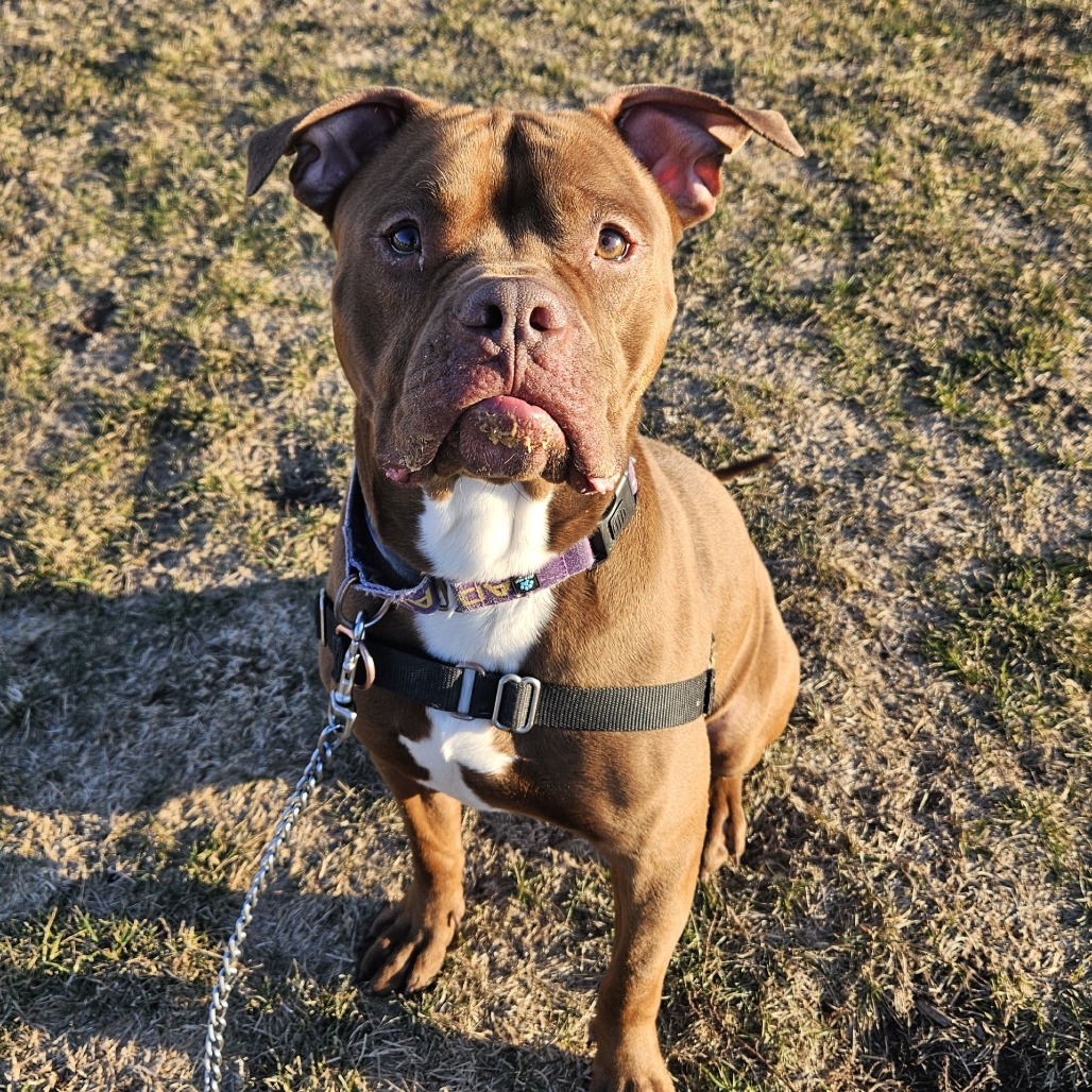 Roscoe — thumbnail 2