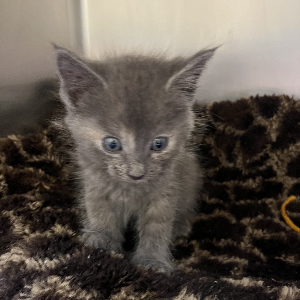 ROSE (BONDED WITH DOROTHY) - Domestic Shorthair available for adoption
