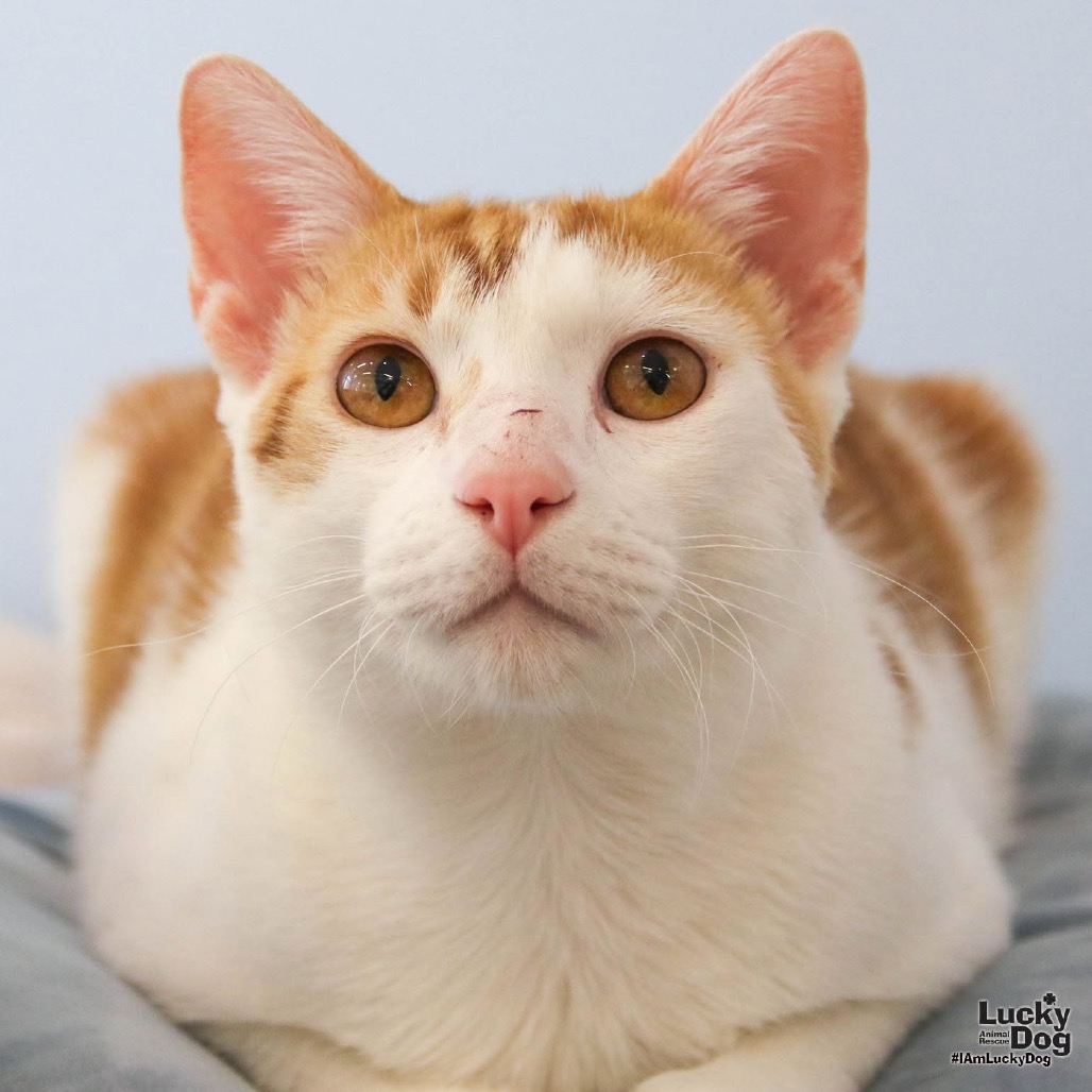 TOM - Domestic Shorthair / Mix available for adoption