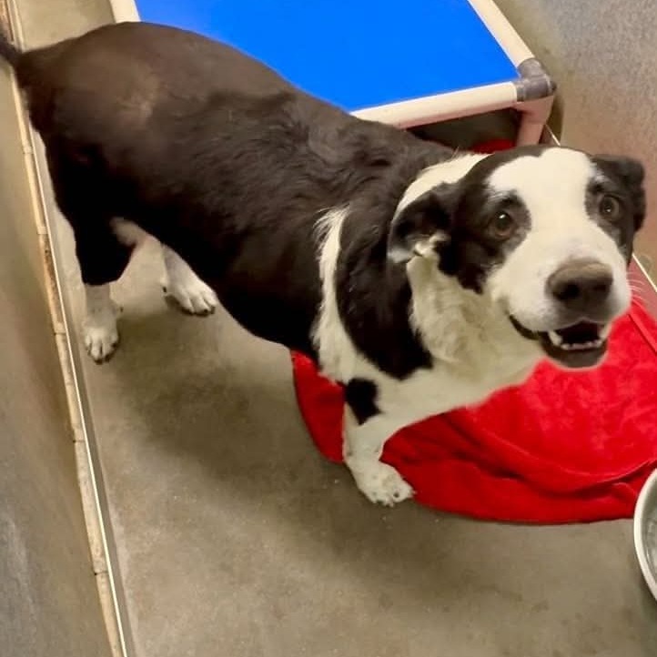 BONDI - Mixed Breed (Large) available for adoption