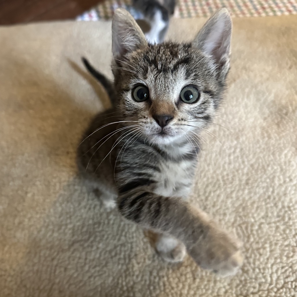 TWINKLE - Domestic Shorthair available for adoption
