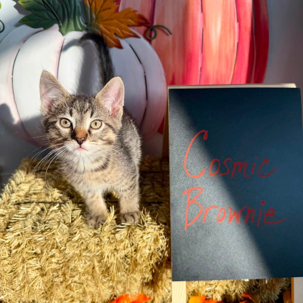 Cosmic Brownie, an adoptable cat