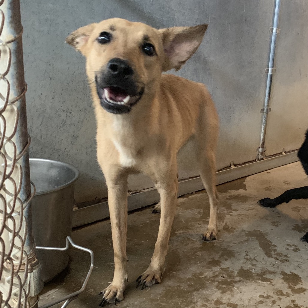 BON BON - Retriever, Labrador / Mix available for adoption