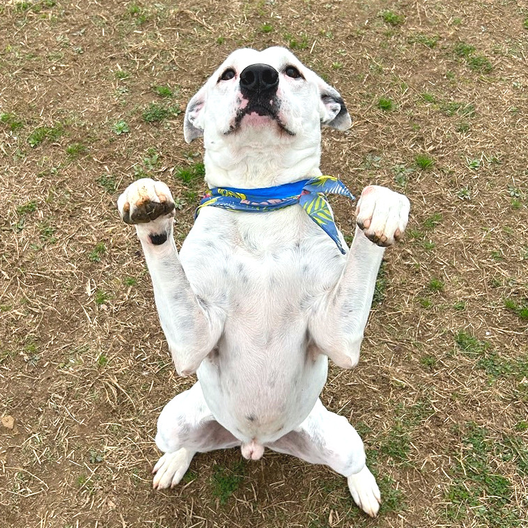 Ronnie — thumbnail 7