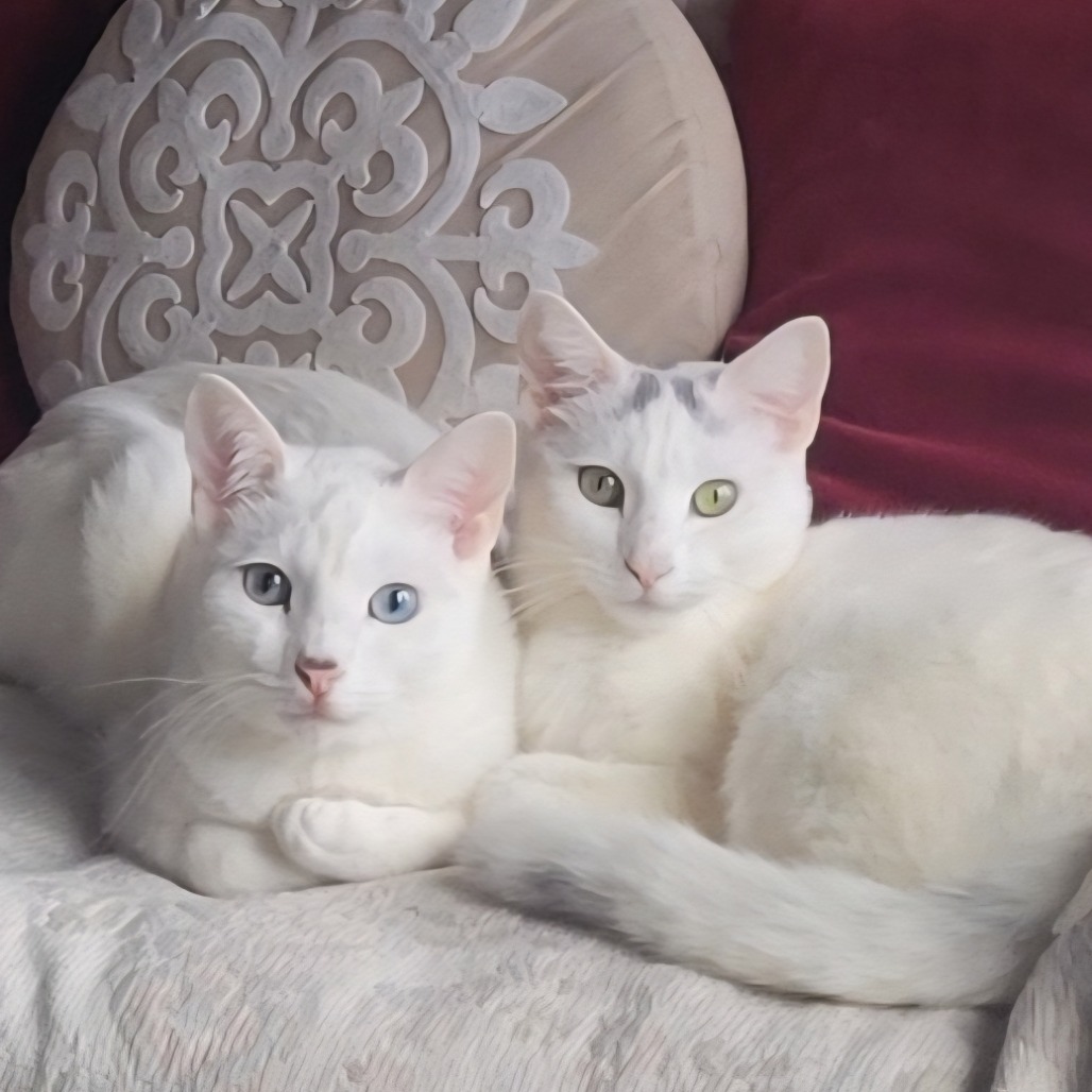 DOVEY bonded to OPALINE, photo 3