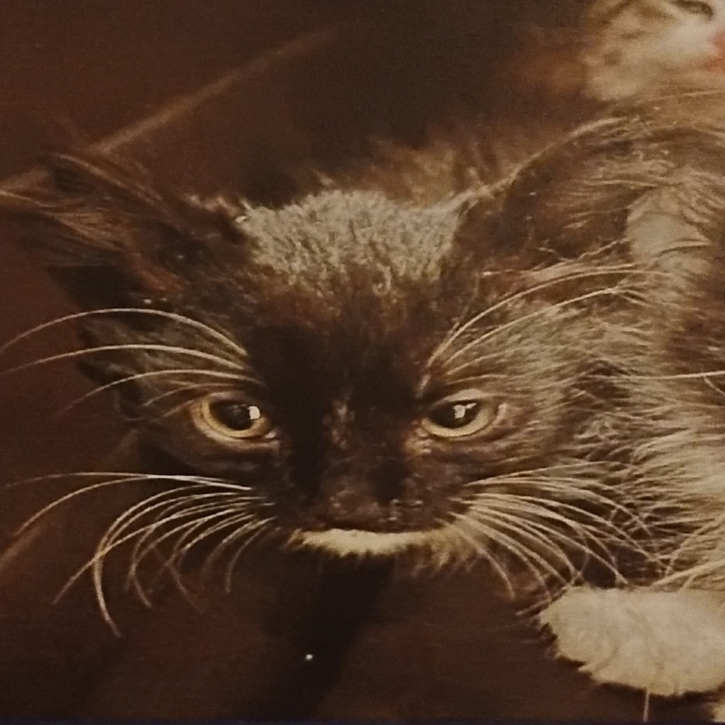 PAWS - Domestic Longhair available for adoption