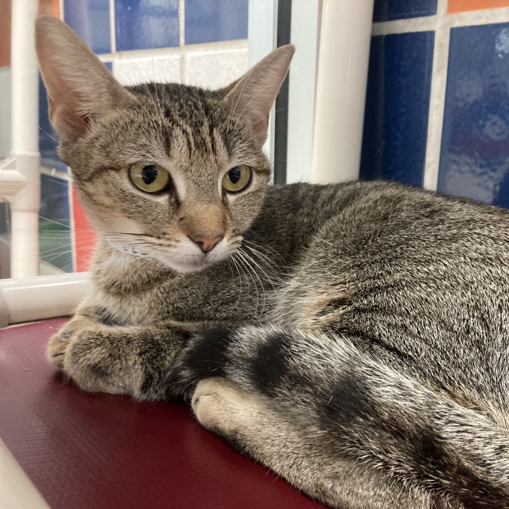 TEAL - Domestic Shorthair available for adoption