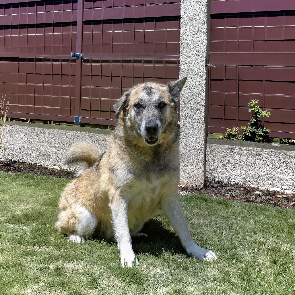Photo of Samson