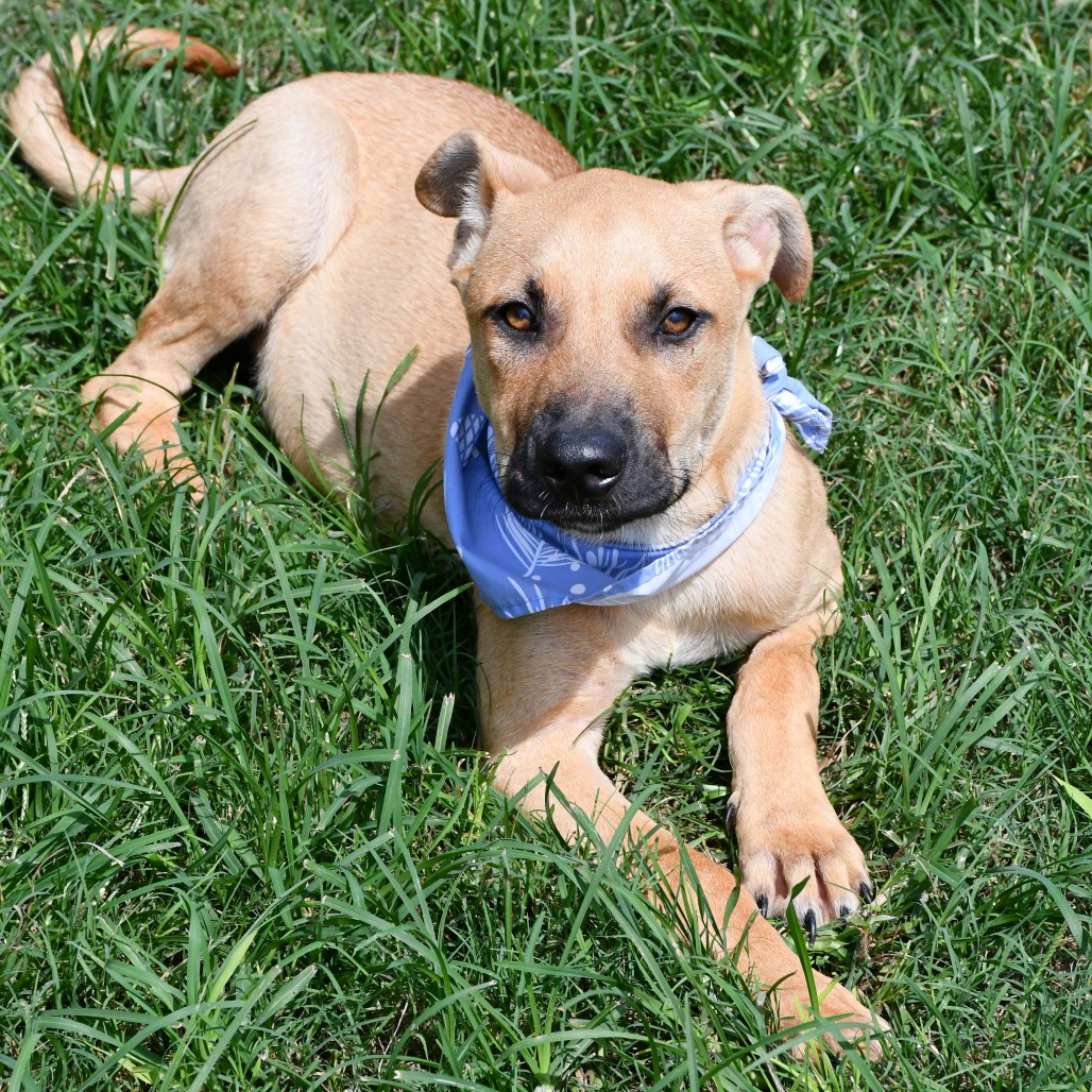 HAYRIDE - Retriever / Labrador available for adoption