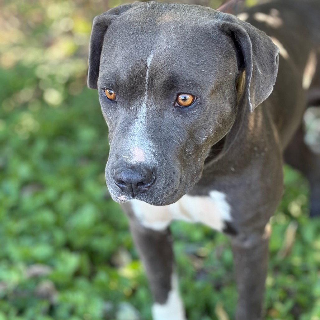 BLUE BOY 26-10-029, photo 5