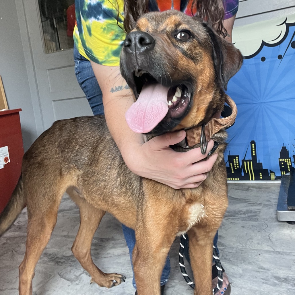 KYLE - Bulldog, American / Shepherd, German available for adoption