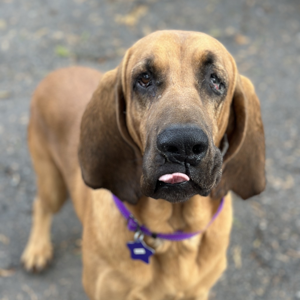 Buddy — thumbnail 2