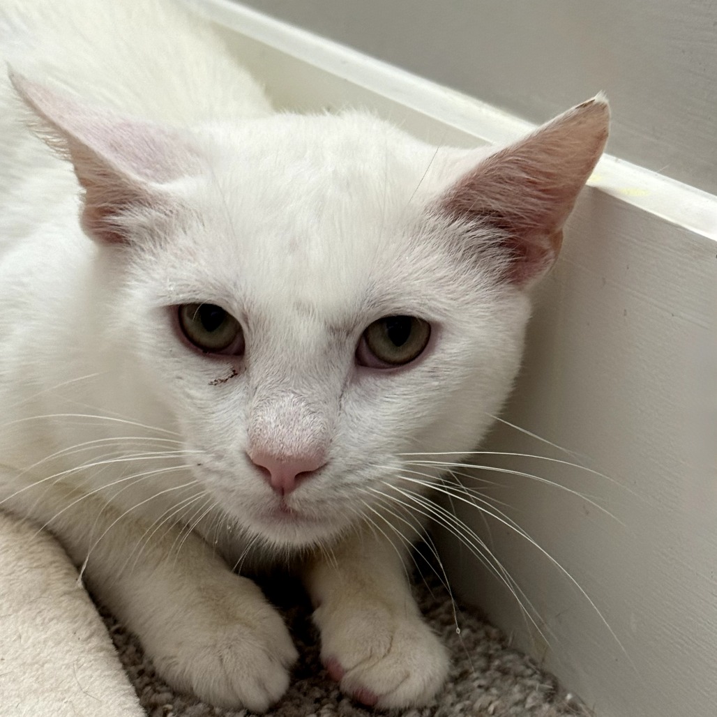 Russell — thumbnail 5