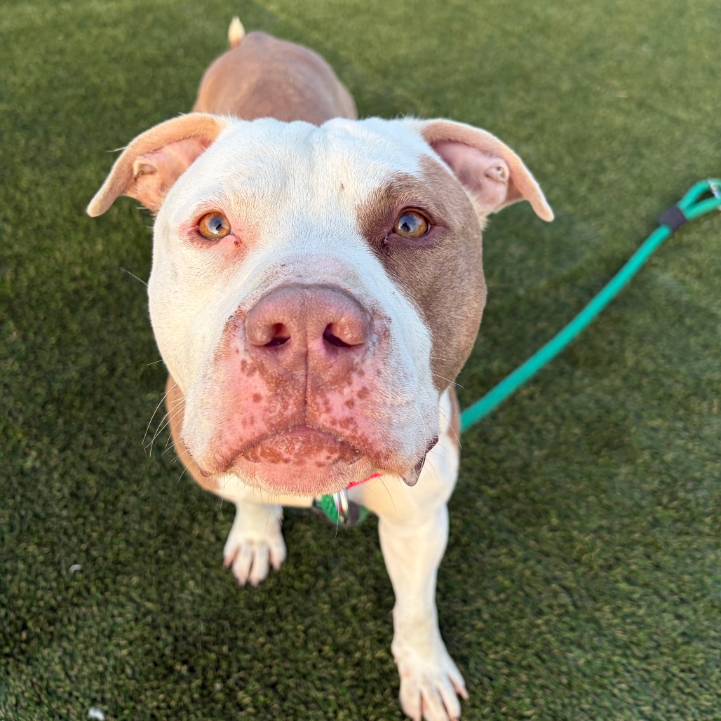 Munchkin — thumbnail 4