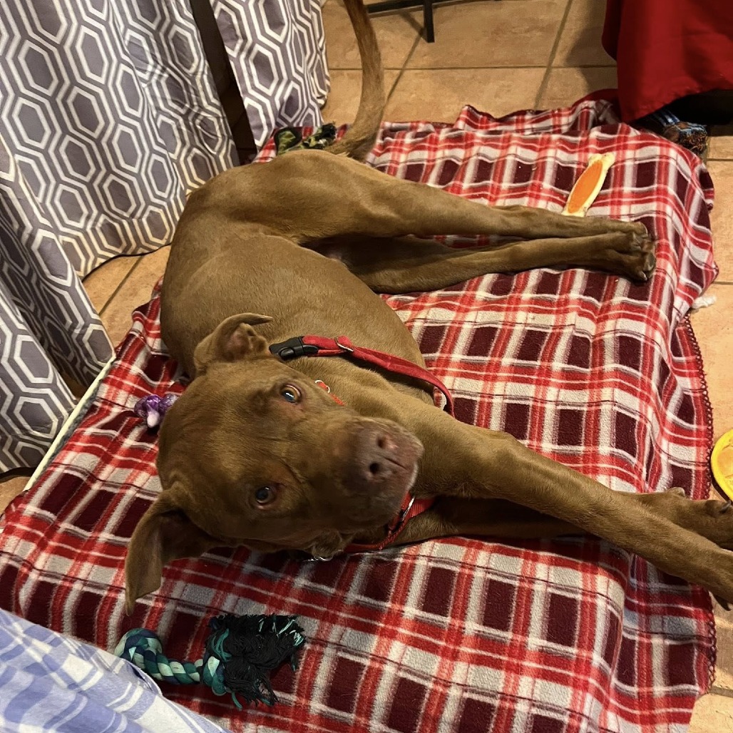 Scooby, photo 20