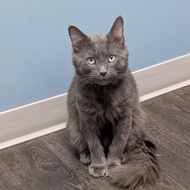 Felix, an adoptable cat
