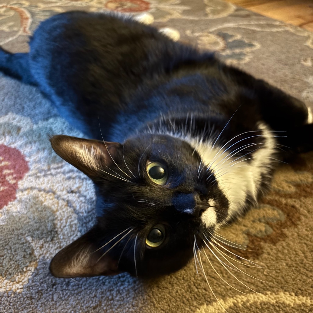 JULIA - Domestic Shorthair available for adoption