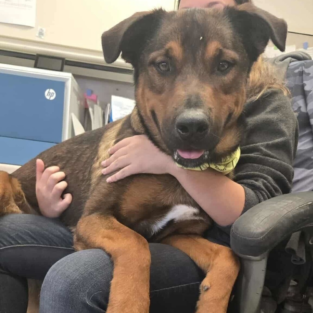 Stallone — thumbnail 2