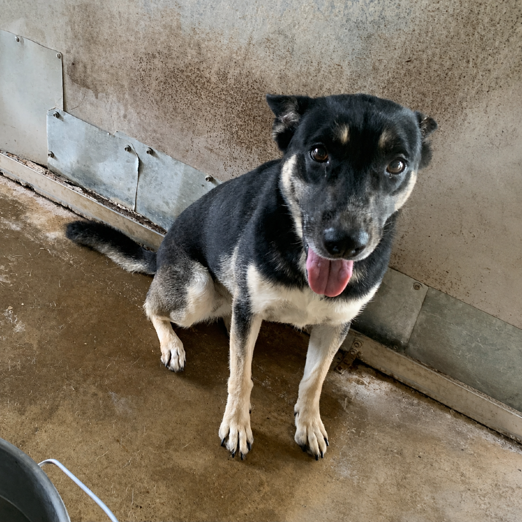 Megan , available for adoption at PVAS