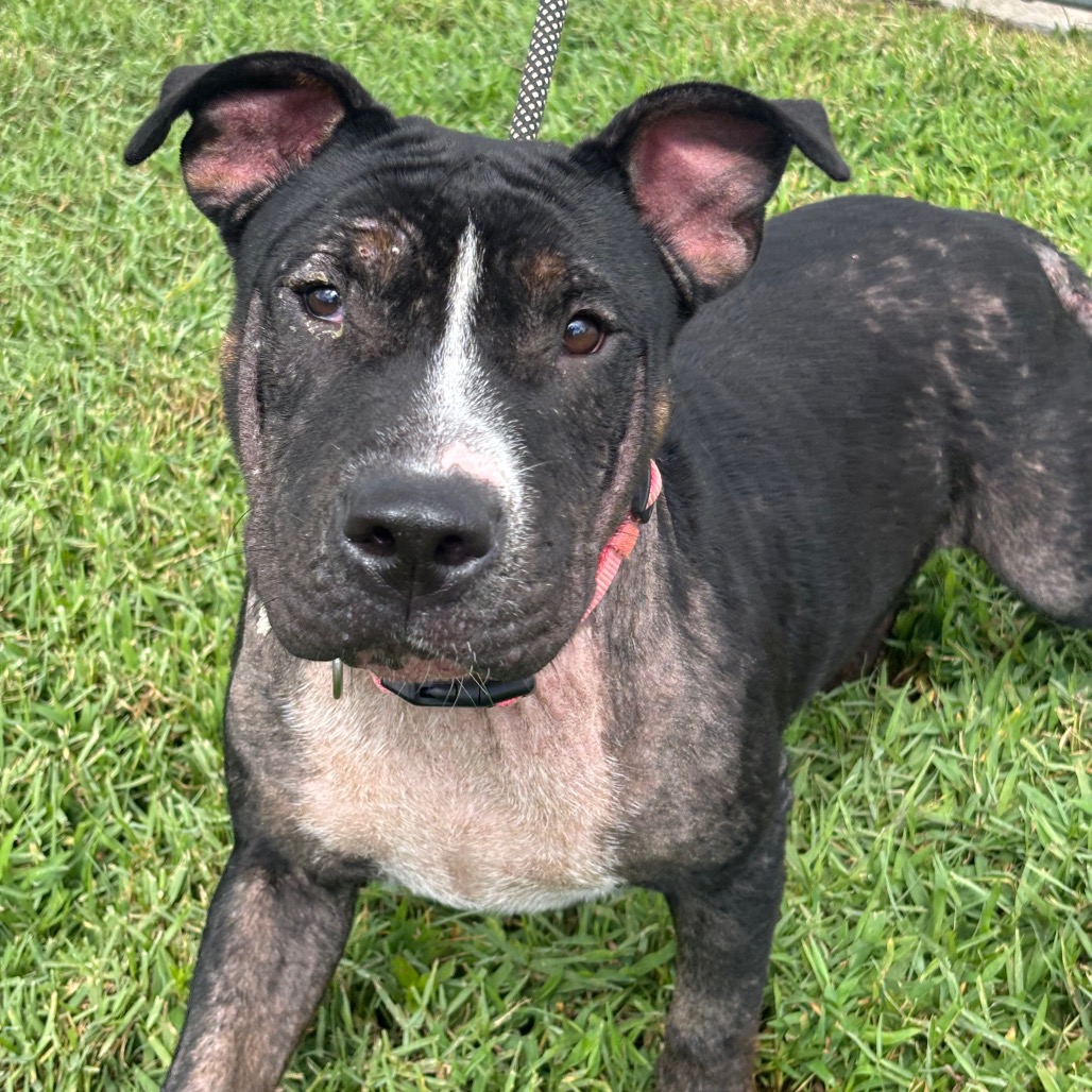 POLLY POCKET - Terrier, American Pit Bull / Mix available for adoption
