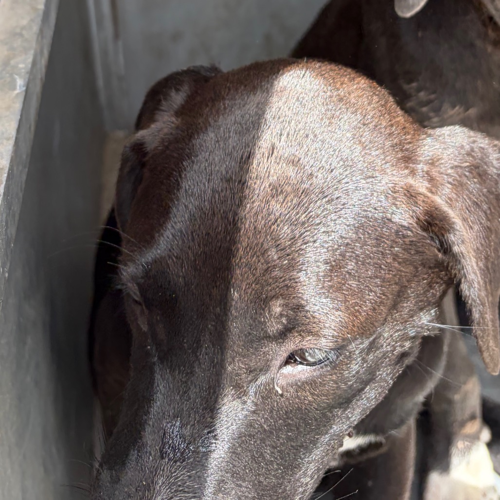 DUCKY - Terrier, American Staffordshire / Mixed Breed (Large) available for adoption