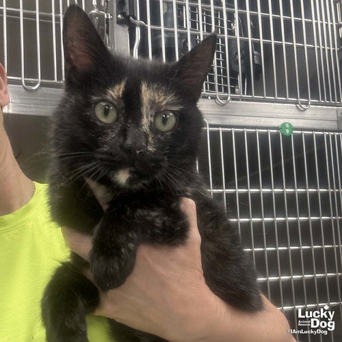 MALLORY - Domestic Medium Hair available for adoption