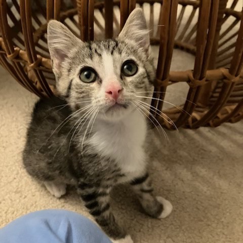 LOUIE - Domestic Shorthair available for adoption