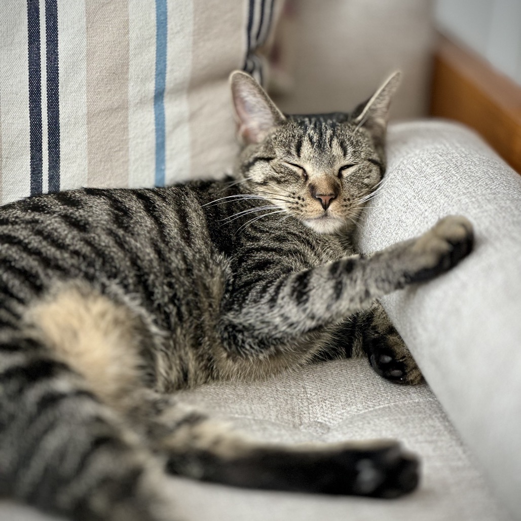 Miss Moppet