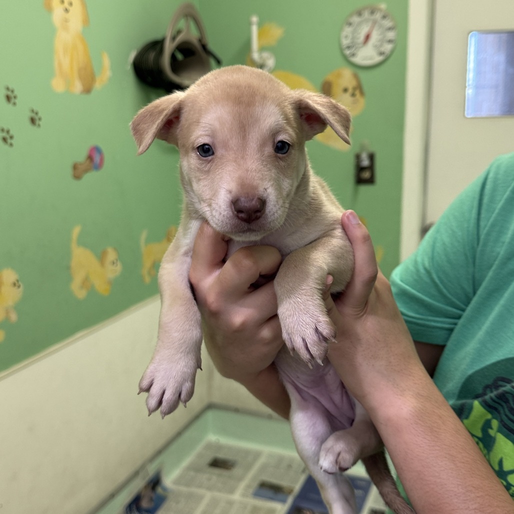 Nala — thumbnail 5