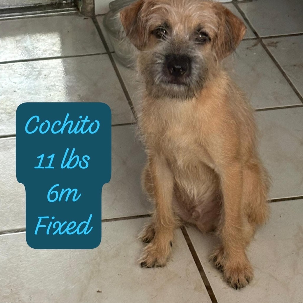 Cochito