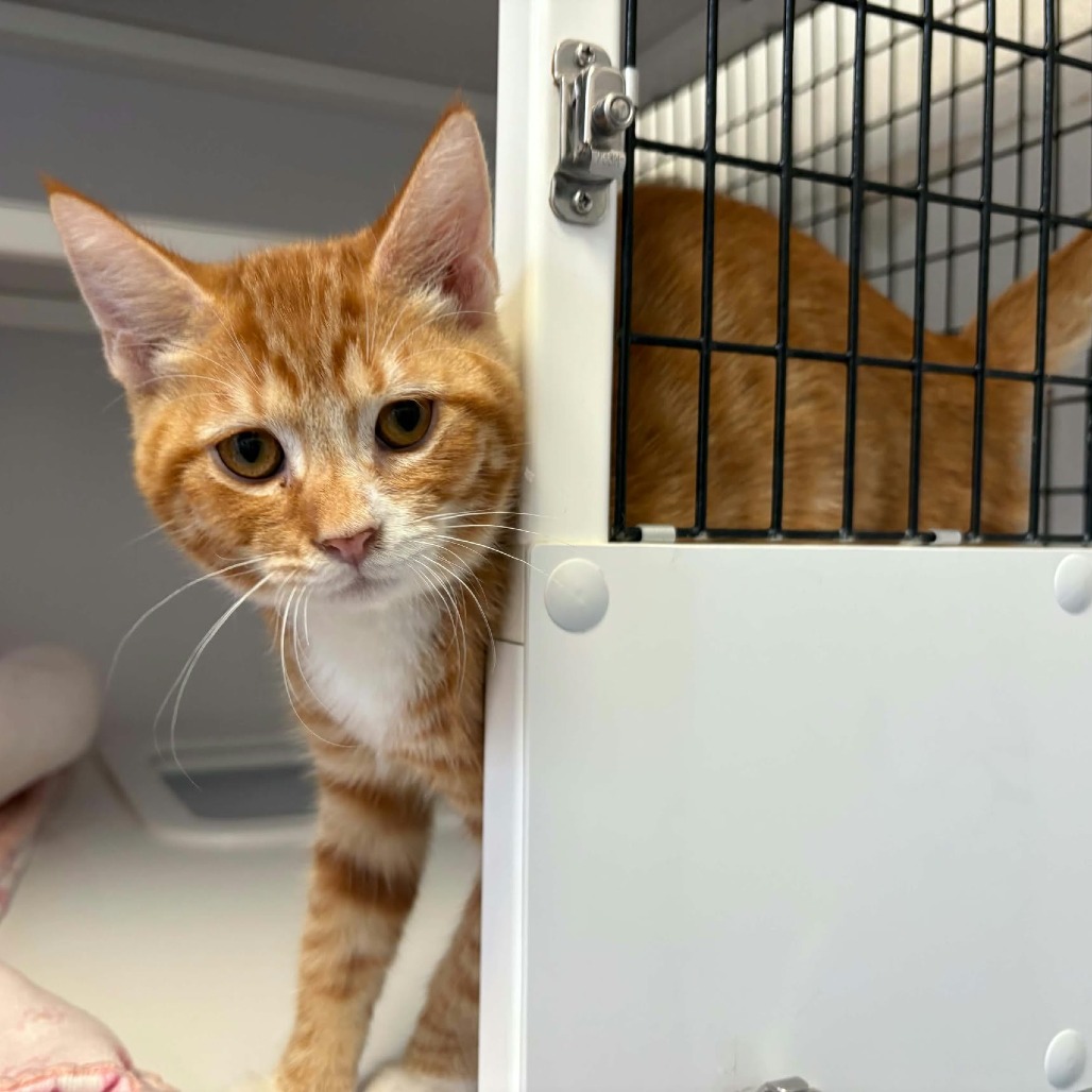 CLIFFORD - Domestic Shorthair available for adoption