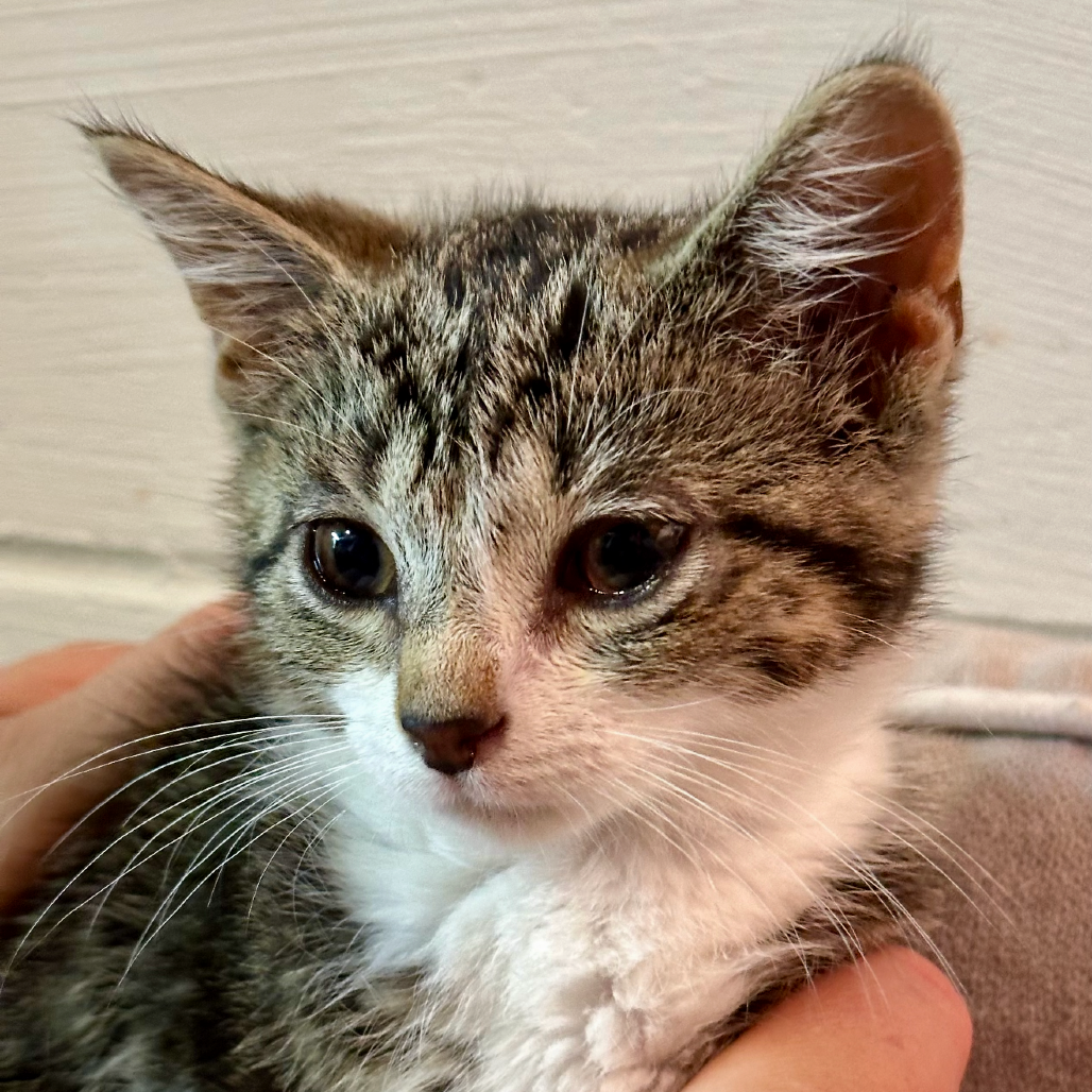 Beatrice, available for adoption