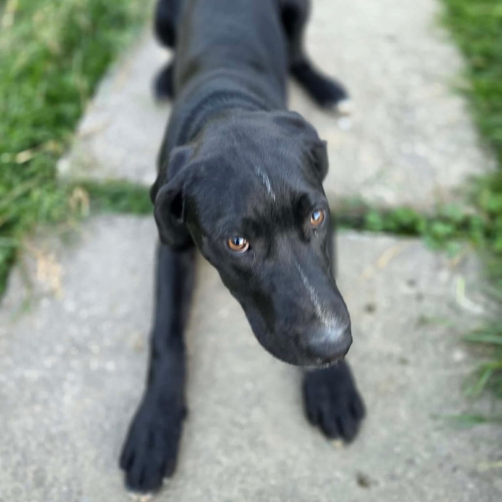 Bear, photo 6