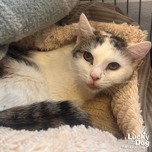LIMERICK - Domestic Shorthair available for adoption