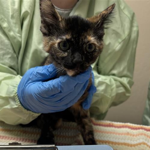 TIME - Domestic Shorthair available for adoption